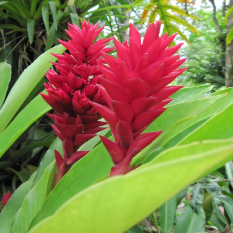 Turmeric Ginger Plants Live for Planting S632