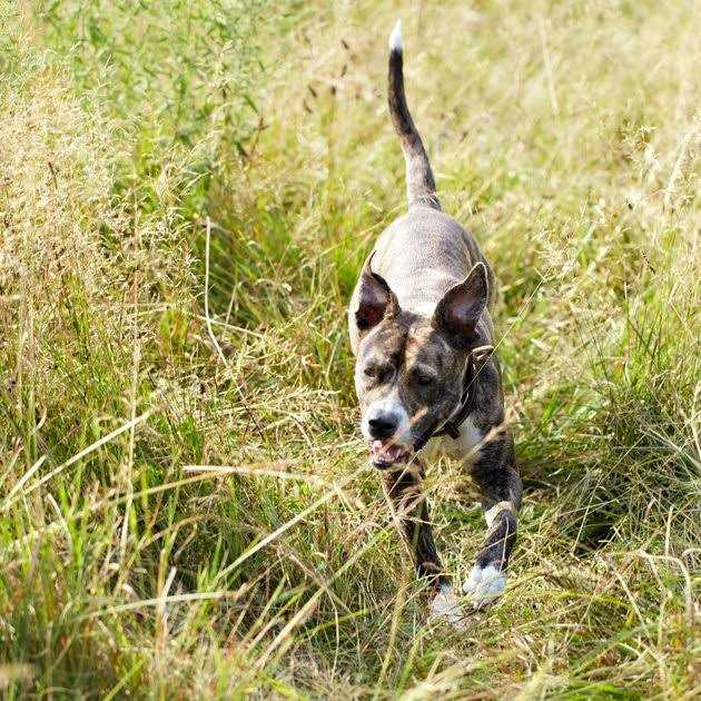 Wet Dog Food Chicken Recipe in Broth R248316