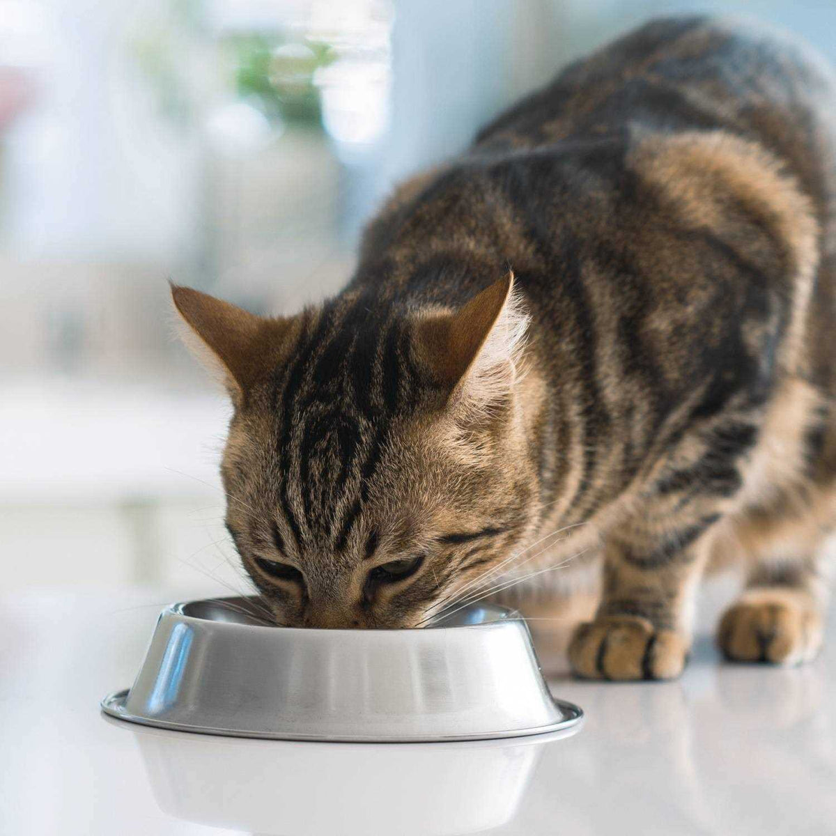 Turkey & Chicken Recipe Adult Dry Cat Food H685