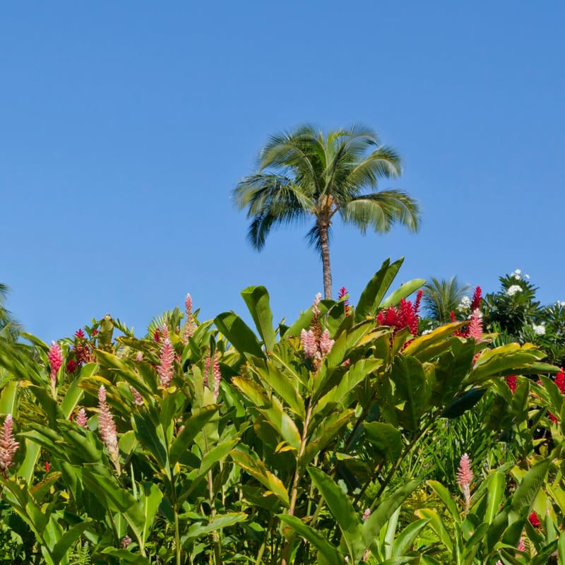 Turmeric Ginger Plants Live for Planting S632