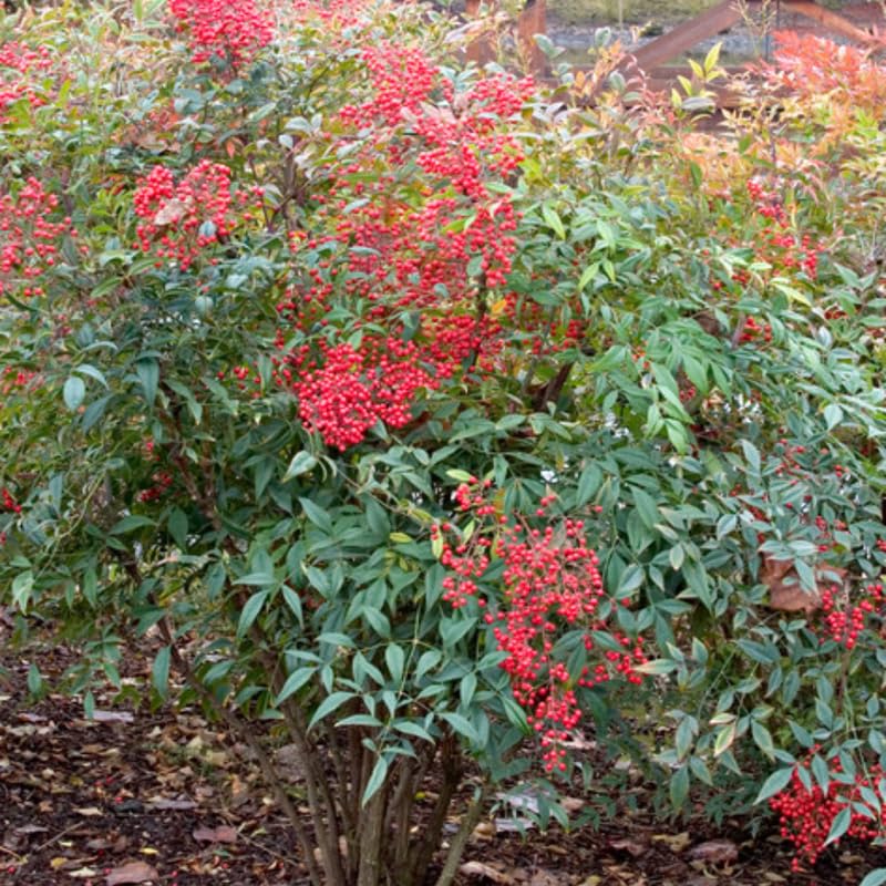Ornamental Nandina Plant Live in Quart Pot N7742