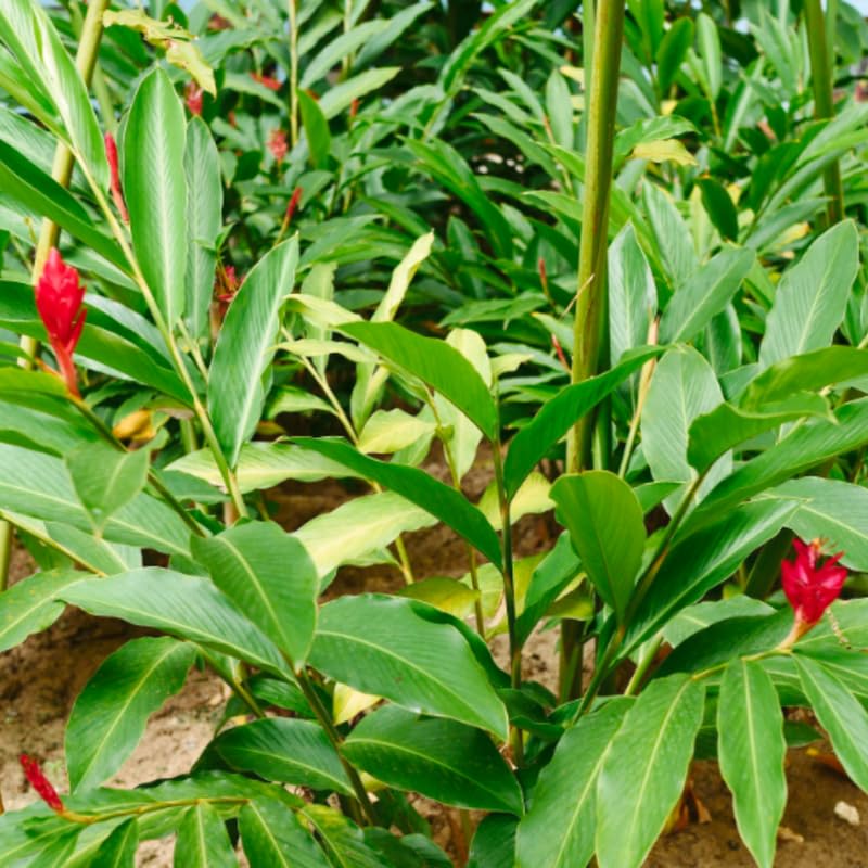 Turmeric Ginger Plants Live for Planting S632