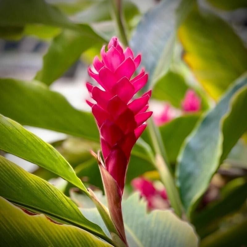 Turmeric Ginger Plants Live for Planting S632