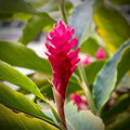 Turmeric Ginger Plants Live for Planting S632