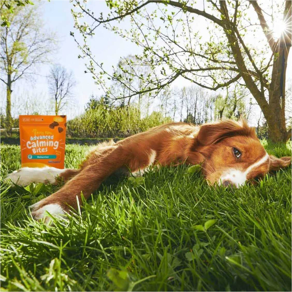 Advanced Behavior Calming Bites for Dogs Y857