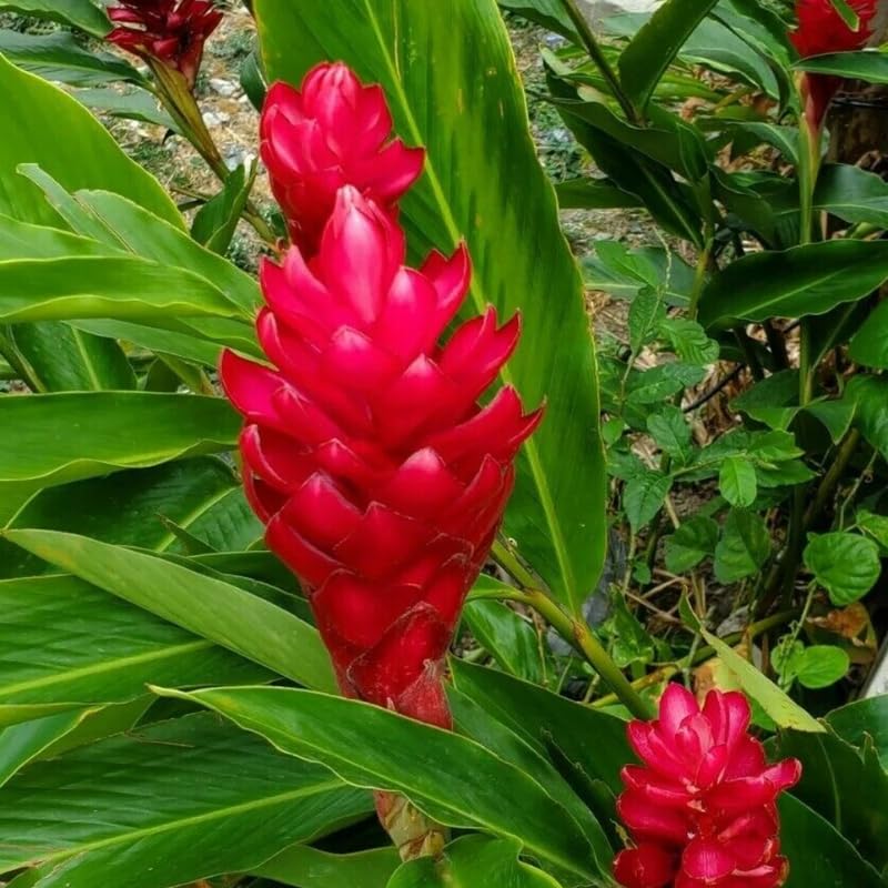 Turmeric Ginger Plants Live for Planting S632