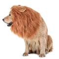 Dog Lion Mane Headwear E703