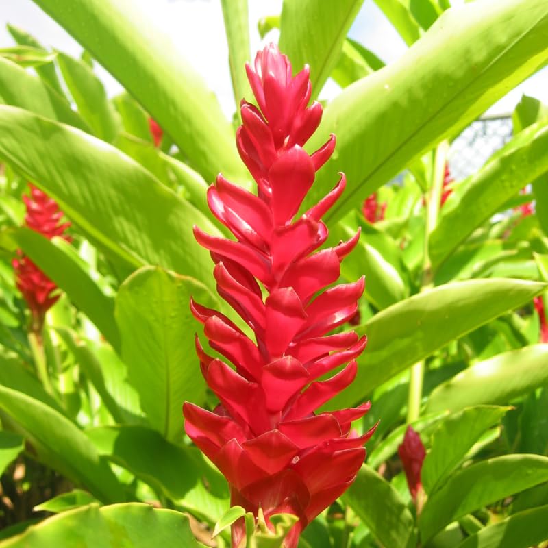 Turmeric Ginger Plants Live for Planting S632