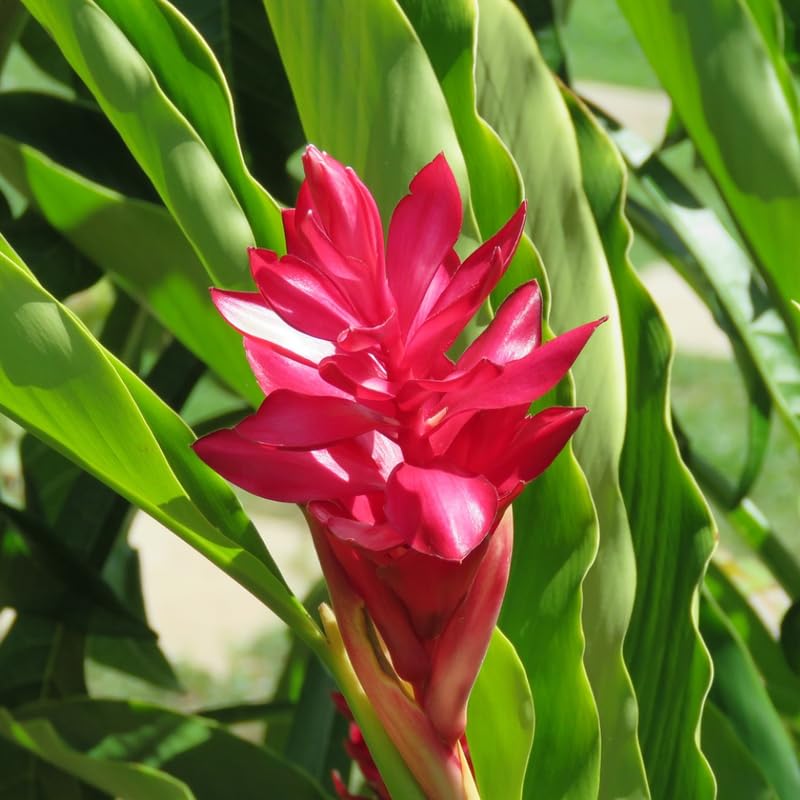 Turmeric Ginger Plants Live for Planting S632
