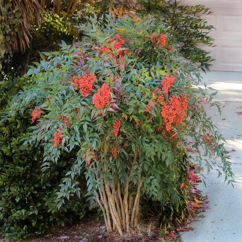 Ornamental Nandina Plant Live in Quart Pot N7742