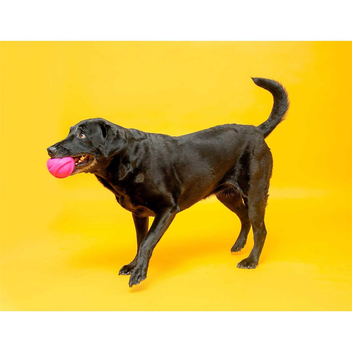 Squeaky Latex Dog Toy D326270