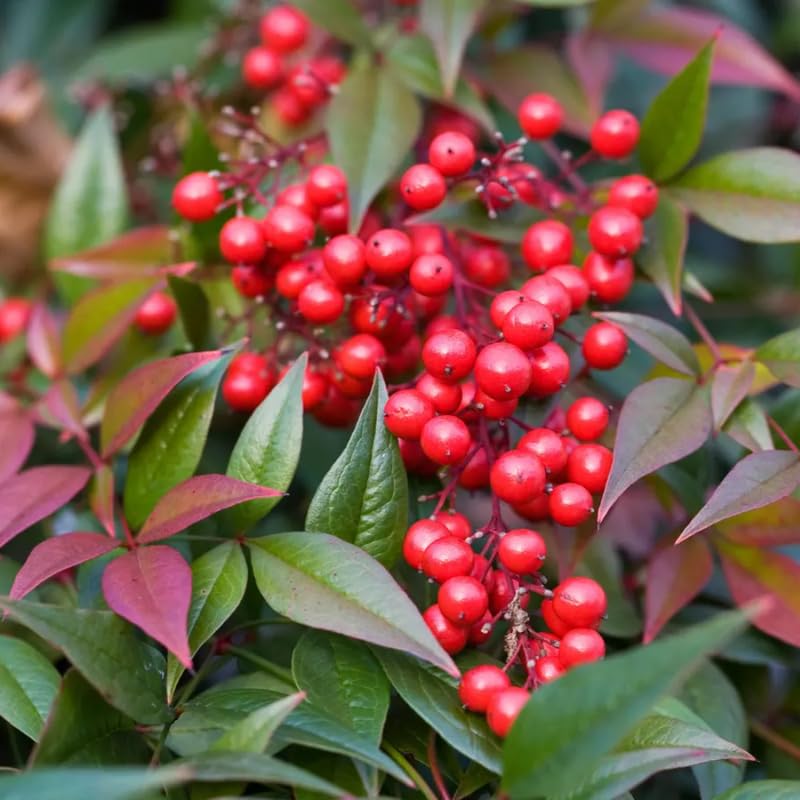Ornamental Nandina Plant Live in Quart Pot N7742