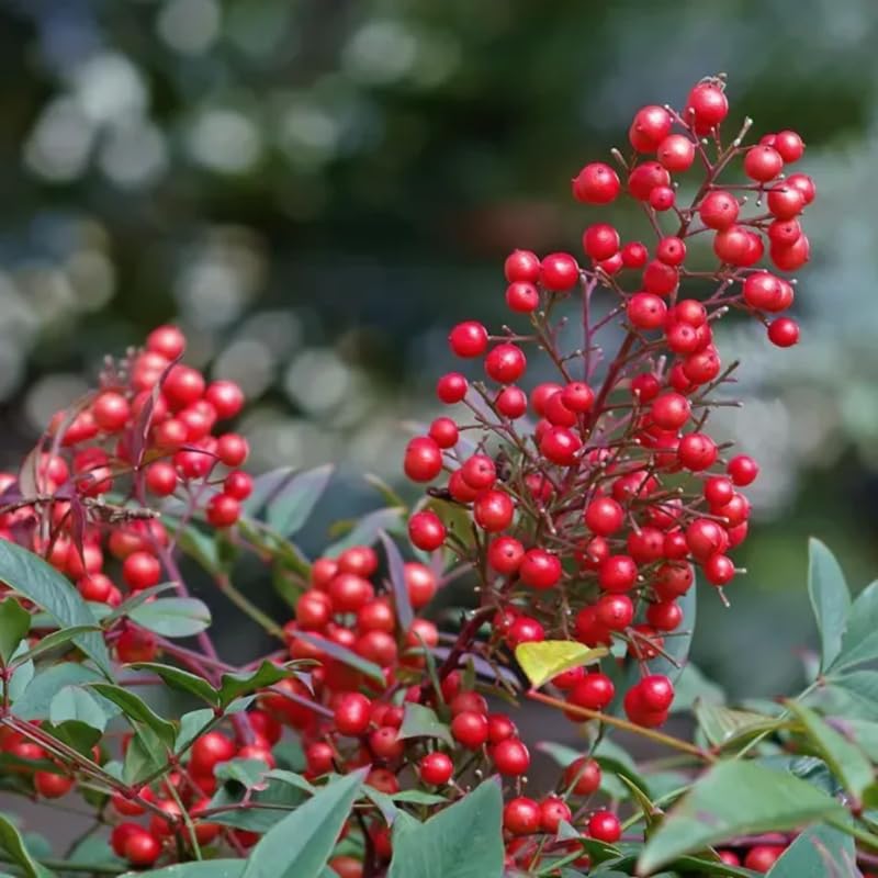 Ornamental Nandina Plant Live in Quart Pot N7742
