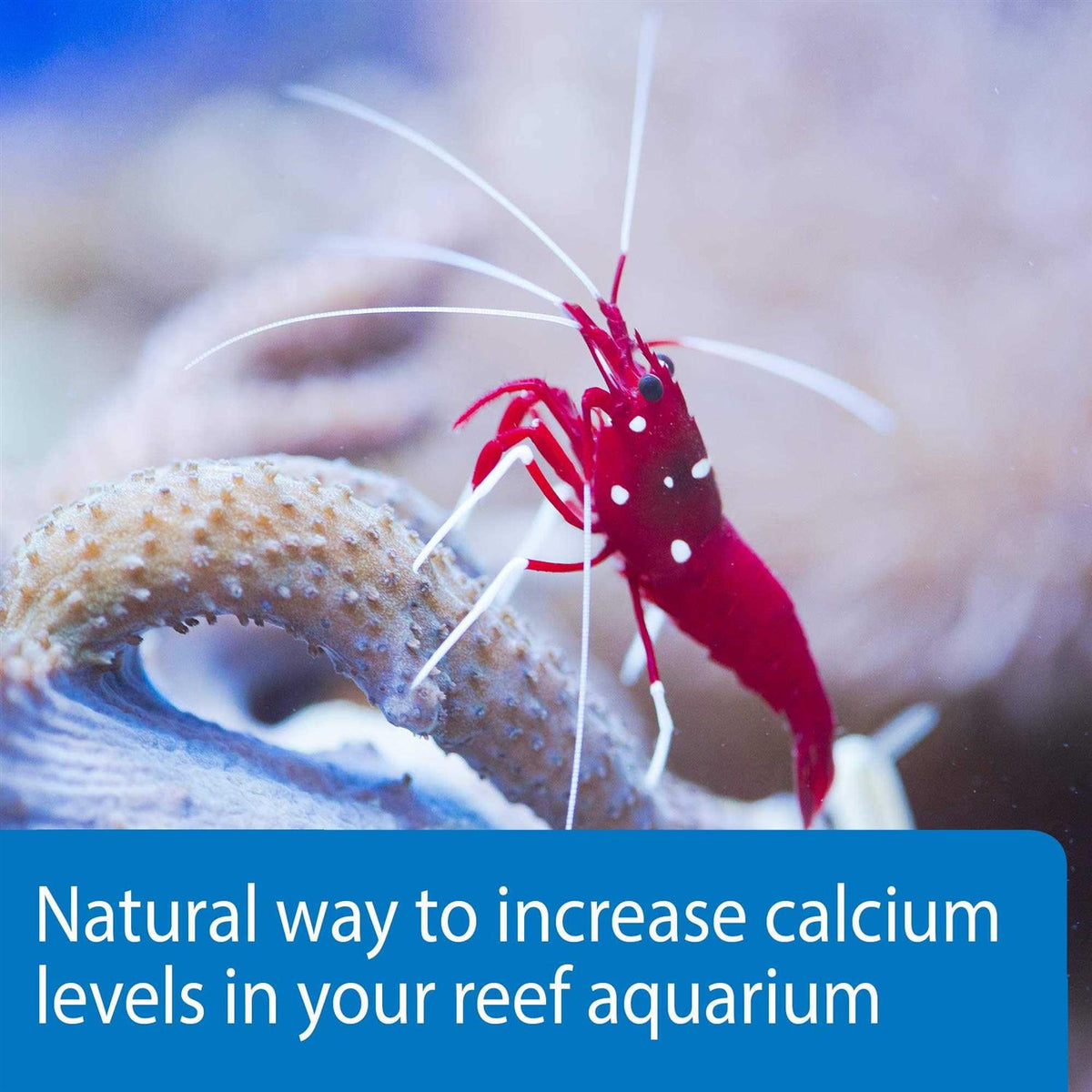API Marine Calcium X729289