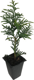 20 Arborvitae Green Giant Thuja Plicata 2.5 inch pot G4165
