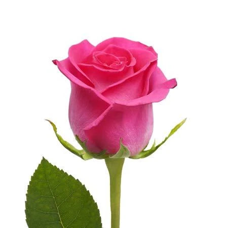 Hot Pink Roses 50 Stems, 60 cm Q13587