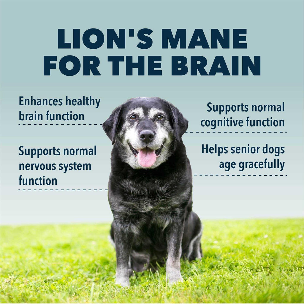 Organic Mushroom Extract for Dogs H64179