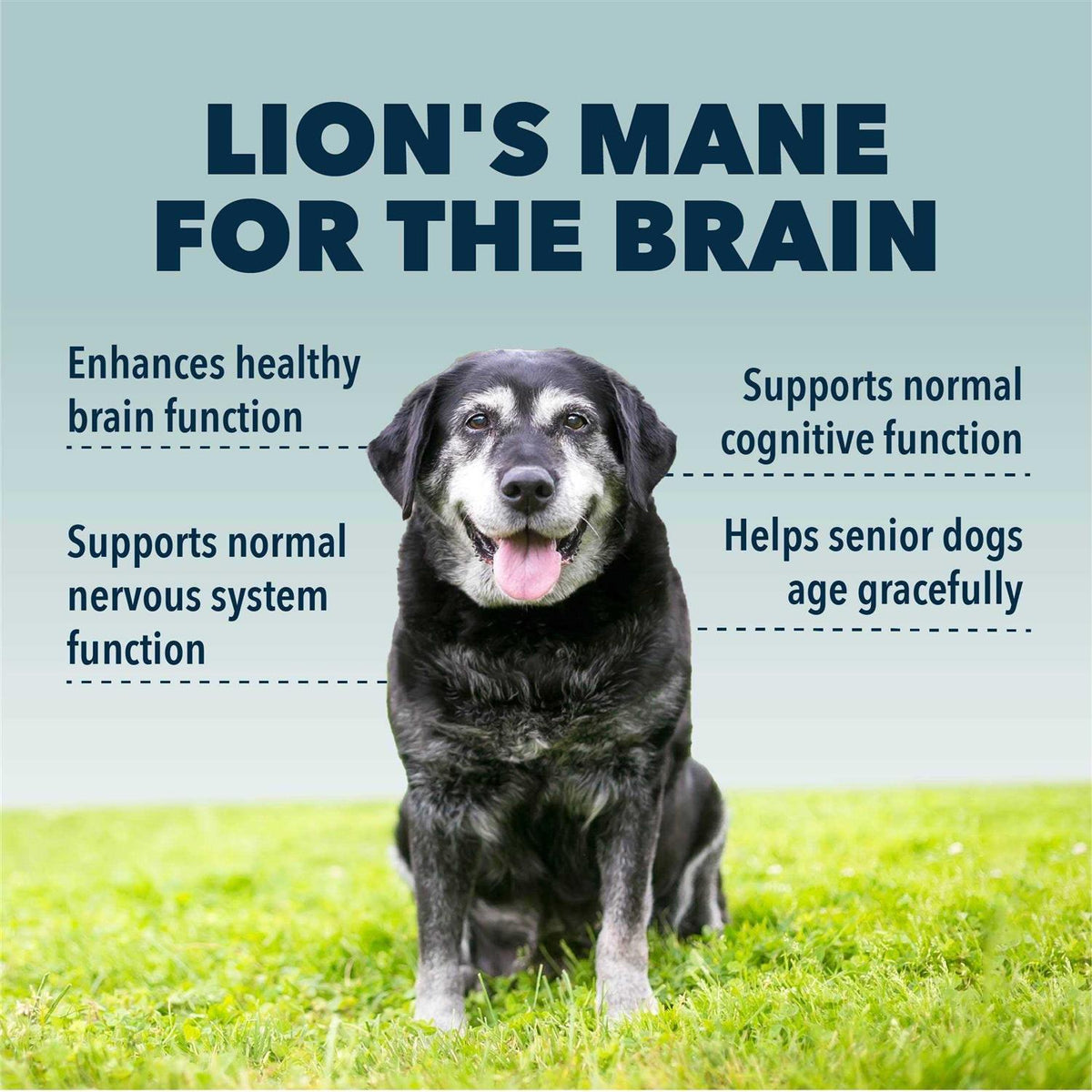 Organic Mushroom Extract for Dogs H64179