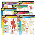 Learning Chart Combo Pack, The Human Body, 17" x 22", 7 Per Pack Y47278