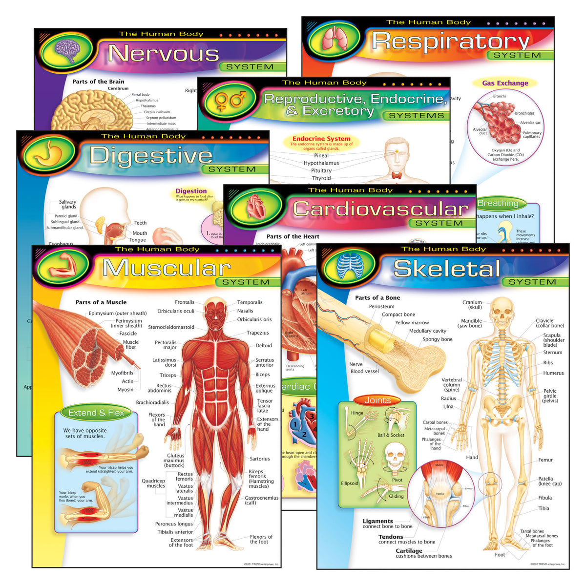 Learning Chart Combo Pack, The Human Body, 17" x 22", 7 Per Pack Y47278