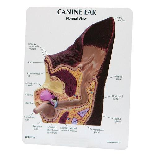 Canine Ear Model L7127