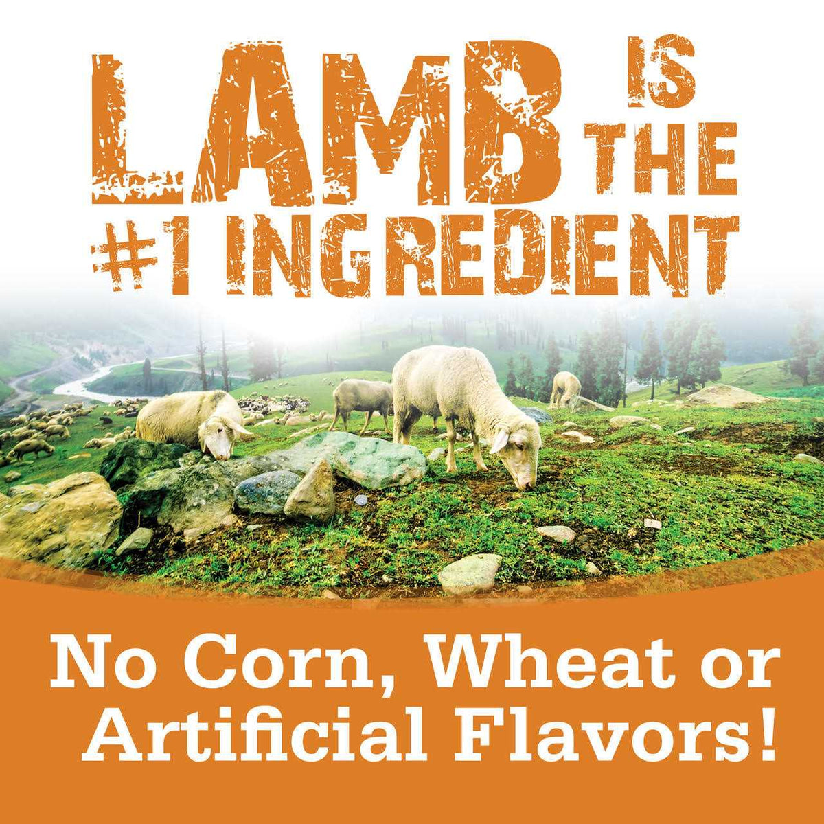 Soft & Tender Lamb Dog Treats Z13789
