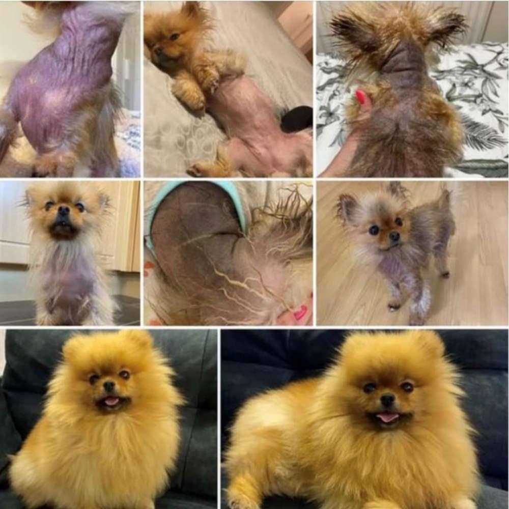 Pet Skin Rescue Lotion U173728
